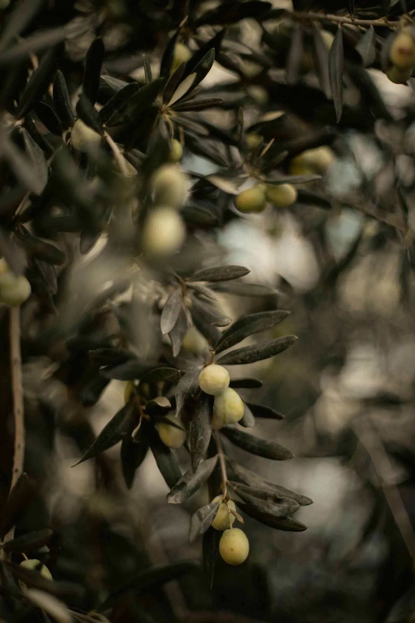 Illustrative photograph: Green olives among narrow leaves on an olive tree branch.
