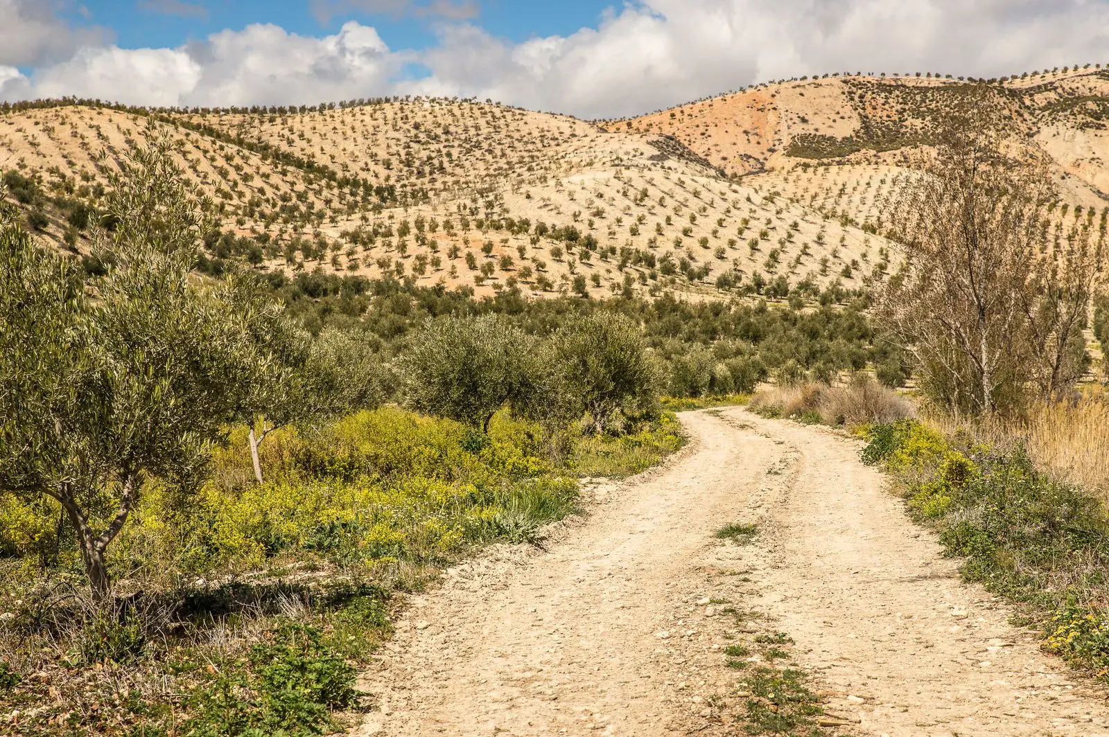 Illustrative photograph: A dirt road among olive trees on dry rolling hills under a cloudy blue sky.
