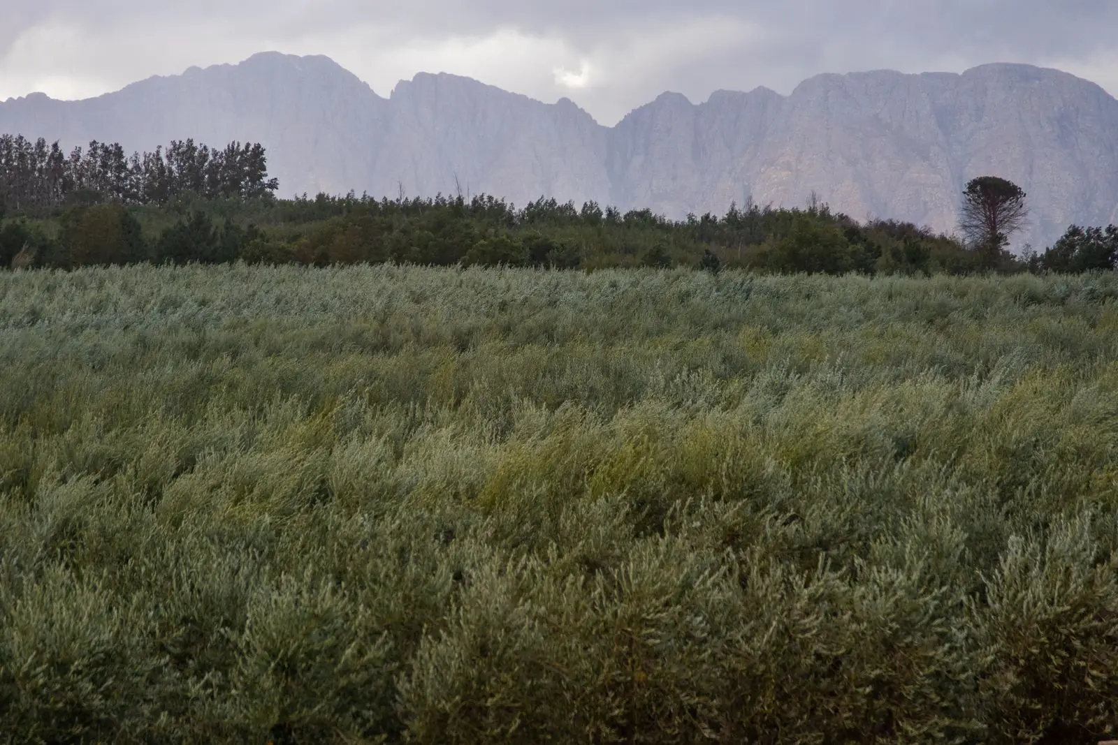 Illustrative photograph: Rows of olive trees below rolling hills and a cloud-filled sky.